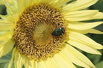 Amazon.co.jp: Canon 単焦点マクロレンズ EF100mm F2.8 マクロ